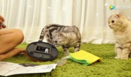 猫捉老鼠视频,一场欢乐的追逐大戏